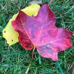 Two fall colored leaves, one red and one yellow, fallen on green grass.